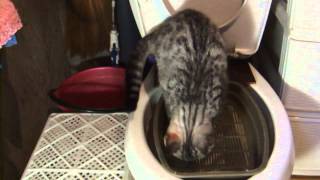 Котенок Жорик учится ходить на унитаз. Котенок Жорик учится ходить на унитаз.