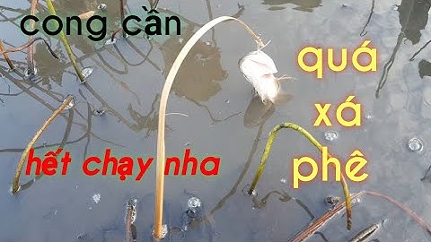 Cắm câu cá lóc ruộng đầu mùa lũ về  ll tập 3 ll fishing Việt Nam