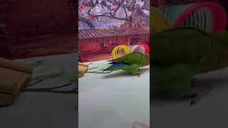 Bird Training  Smart Lovebird Parrot  Smart Little Cute Parrot #Training #Smartparrot #Cute