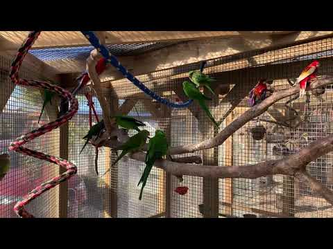 Inside Barraband Parrot and Rosella Parrot