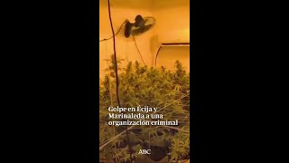 Pe En Écija Y Marinaleda A Una Organización Criminal Que Traficaba Con 100.000 Euros