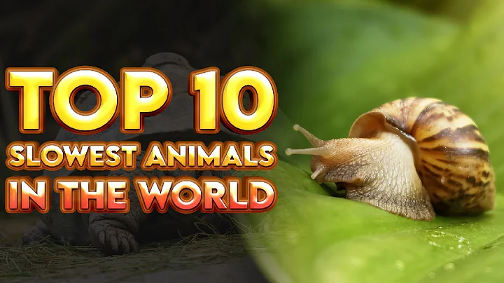 Did you know about the top 10 slowest animals in the world | Top 10