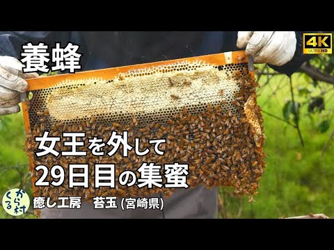 養蜂大全 セイヨウミツバチの群の育成から採蜜、女王作り、給餌、冬越しまで飼育の… 養蜂大全: セイヨウミツバチの群の育成から採蜜、女王作り、給餌