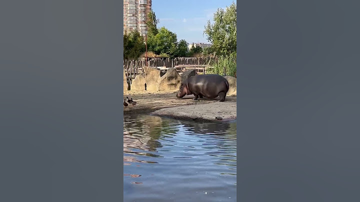 Что вытворяет 🦛 бегемот 😧
