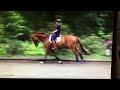 Hannoveraner Wallach Bonni beim Training in der Lüneburger Heide