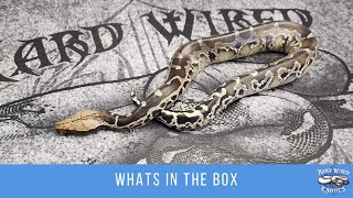 How short is a pythons tail!
