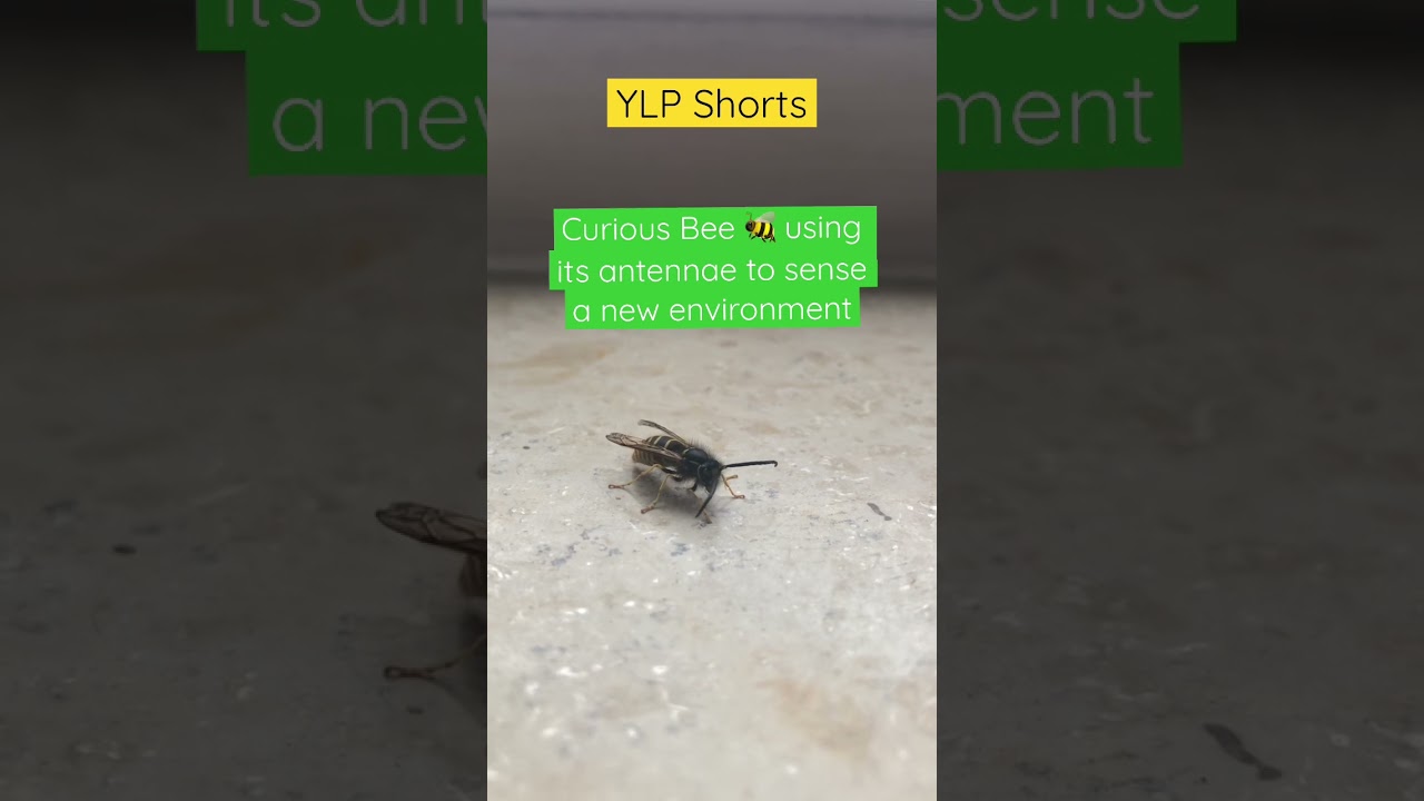 🐝Curious Bee Uses Antennae to explore a new place!