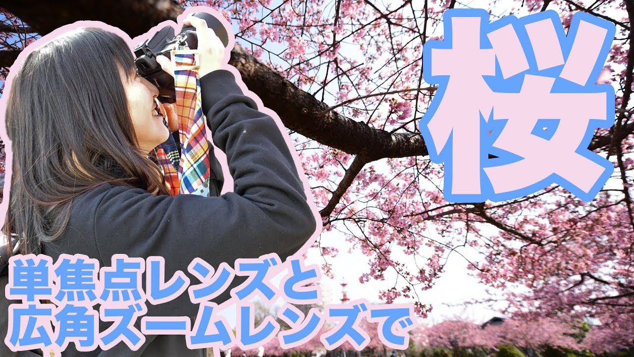 【写真撮影】単焦点35mm50mmと広角レンズ14-24mmで桜をレンズ特性を活かしながら撮ってきた【ともよ。】