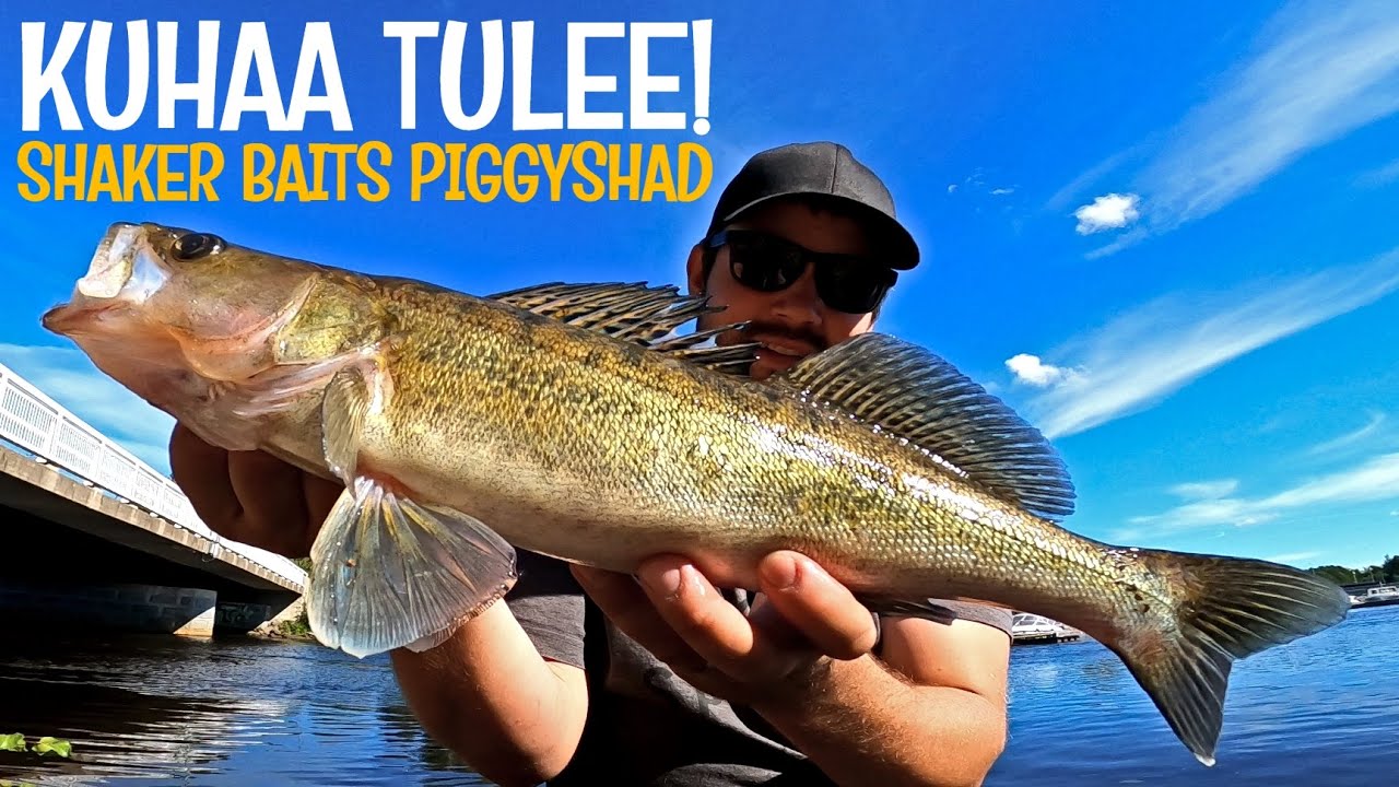 KUHAA JA AHVENTA JIGILLÄ - MAXI AHVENJIGISARJA - KALAN FILEOINTI