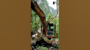 Giant Python vs Excavator #shorts #trending #viralvideo