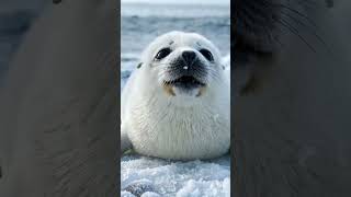 This baby seal cry sounds like a child! 🦭🥺 #SealPup #CuteAnimals #Nature