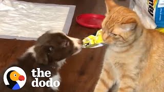 Cat Raises His Puppy Brother | The Dodo