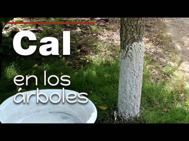 Pintar los árboles con cal. Encalado para frutales - YouTube