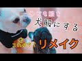 【 簡単 】子ども服を犬服にリメイク 長袖スウェット 作り方 フレンチブルドッグサイズ