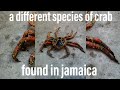 🇯🇲 a different specie of crab found in jamaica