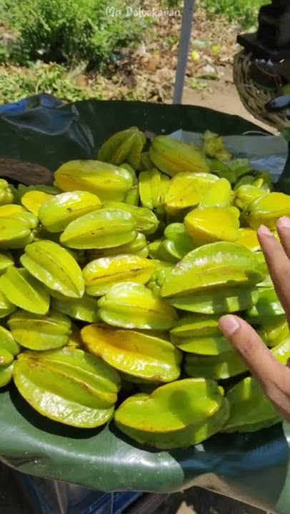 💥🤩இந்த அதிசய பழம் சாப்பிட்டிருக்கீங்களா⁉️😋 #shorts #starfruit #trending