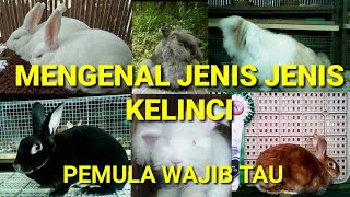 MAU SUKSES TERNAK KELINCI. Belajar jenis jenis kelinci dulu (types of rabbits)