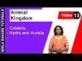 Animal Kingdom - Cnideria - Hydra and Aurelia