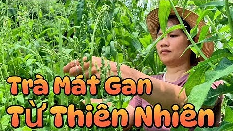 Trà Bồ Công Anh: Cách Làm Từ Nụ Tươi & Tác Dụng Với Sức Khỏe
