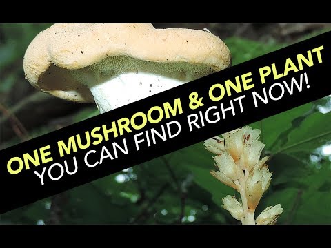 Video: Info o hube hranatej: Škodí to rastlinám a ako dlho huba hranatá žije