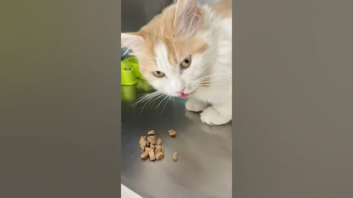 Video 10703871: cute bombay cat, pets cat food, cute little cat