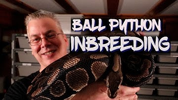 Should I worry about Inbreeding ball pythons?