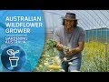 My Garden Path: Growing Australian Wildflowers