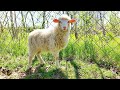 🦌Оленяча Ферма.🐏Раньчо Хайленд за Ізою що на Хустщині.🦓