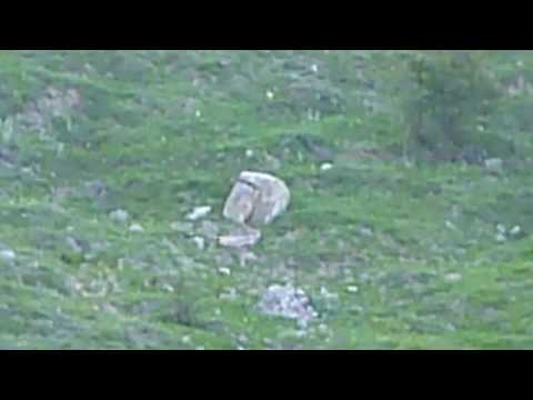 საიგა (308- 7,62-51) მანძილი 530-მეტრი. კამერა ჩემგან 60-მეტრით წინ დგას და მაქსიმალურად მოვატაინე!