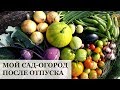 Я ВЕРНУЛАСЬ! Мой сад после 22-дневной разлуки...