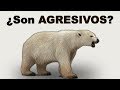 ❄️ ¿Cómo CAZAN los OSOS POLARES y Pueden Ser MASCOTAS Estos CARNÍVOROS? - Animales Salvajes