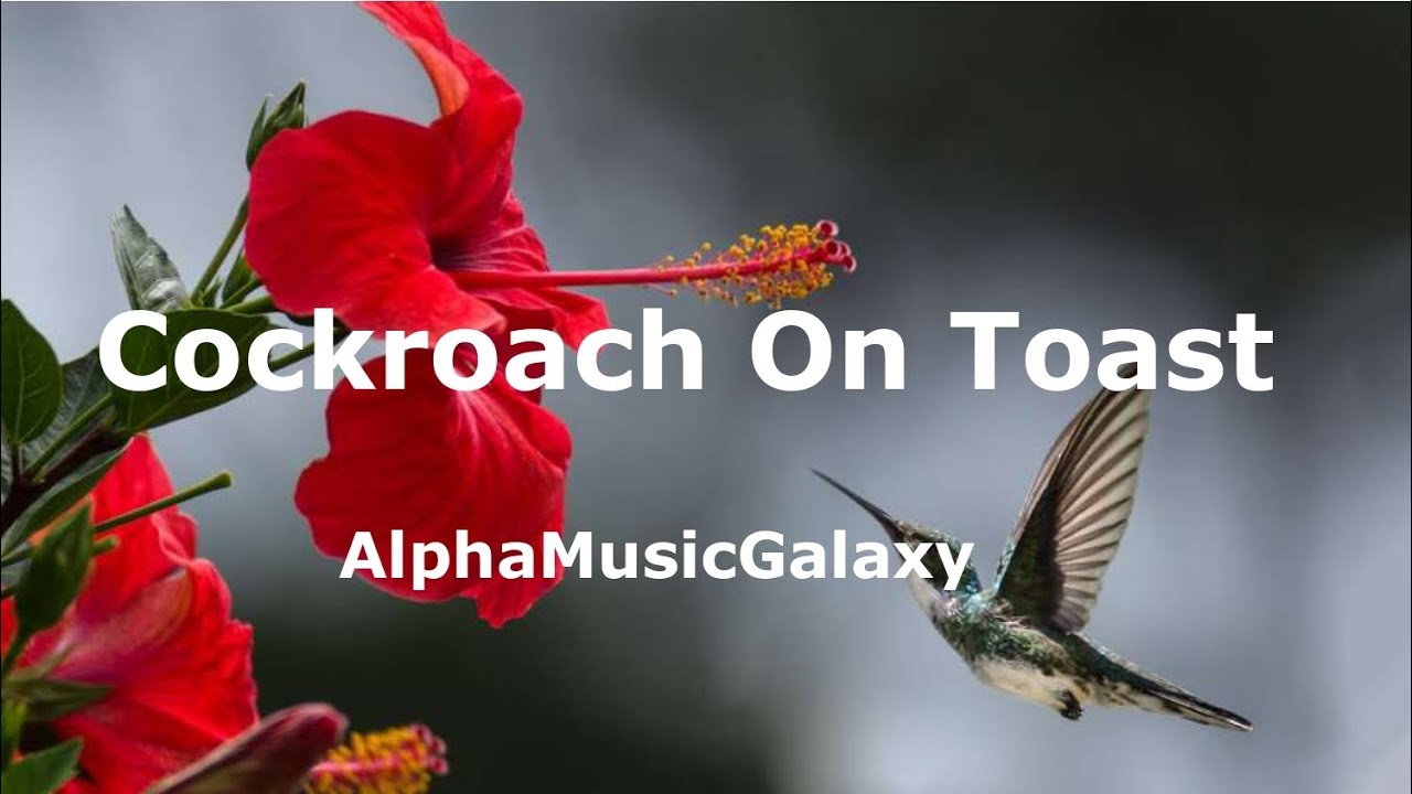 Cockroach On Toast - Rachel K Collier |AlphaMusicGalaxy | No Copyright ...