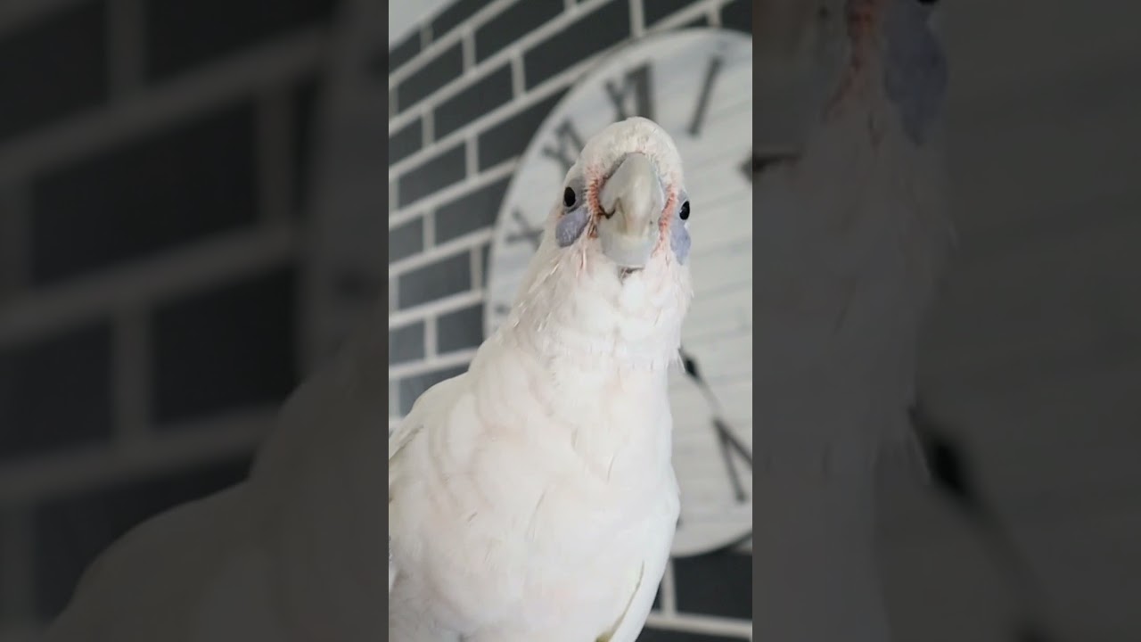 WHAT?! A BARE EYED COCKATOO 