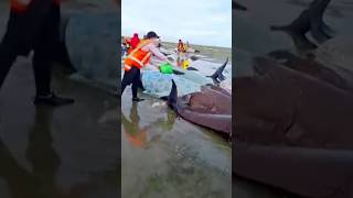 Volunteers rescue stranded whales with wet blankets #shorts