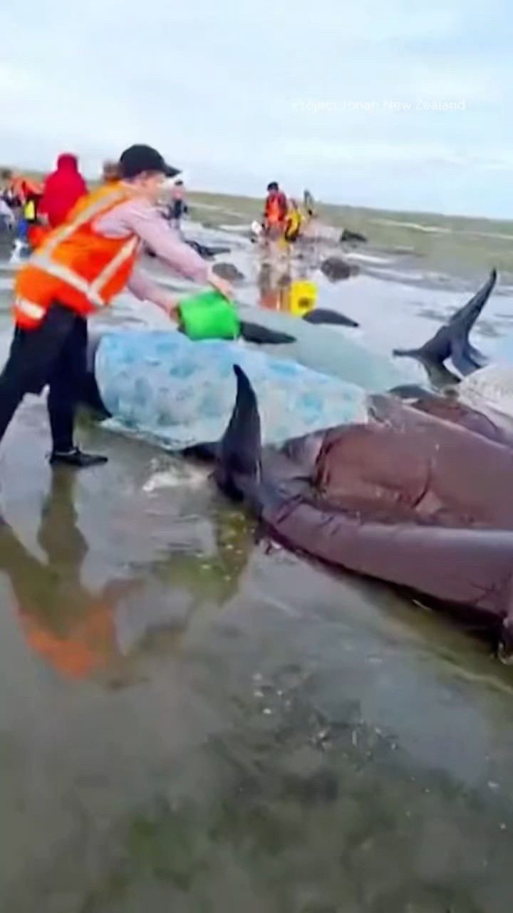 Volunteers rescue stranded whales with wet blankets #shorts