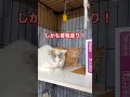 保護6日目。香箱座りのシャムキジさん