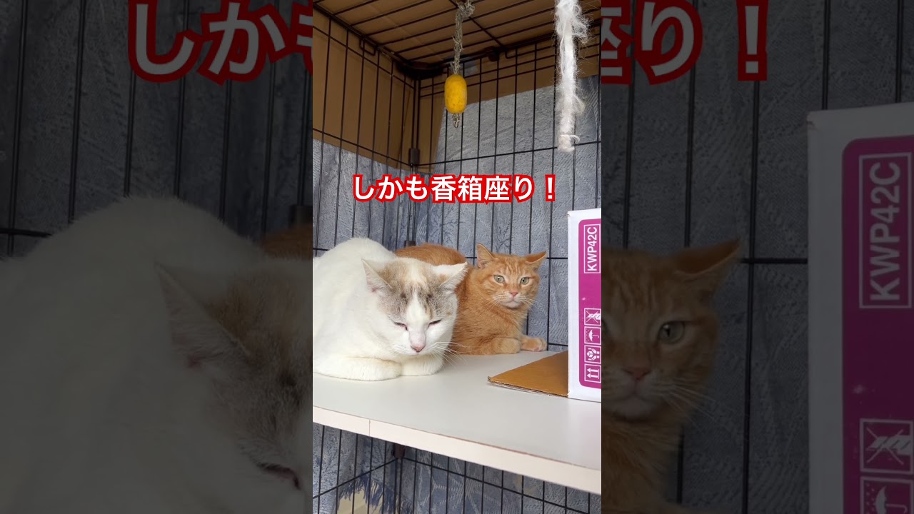 保護6日目。香箱座りのシャムキジさん
