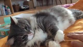 手を合わせる猫 ノルウェージャンフォレストキャットA cat catches my hand.Norwegian Forest Cat.