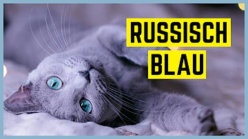 Wie viel kostet eine Russisch Blaue Katze?