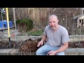 Splitting and replanting asparagus