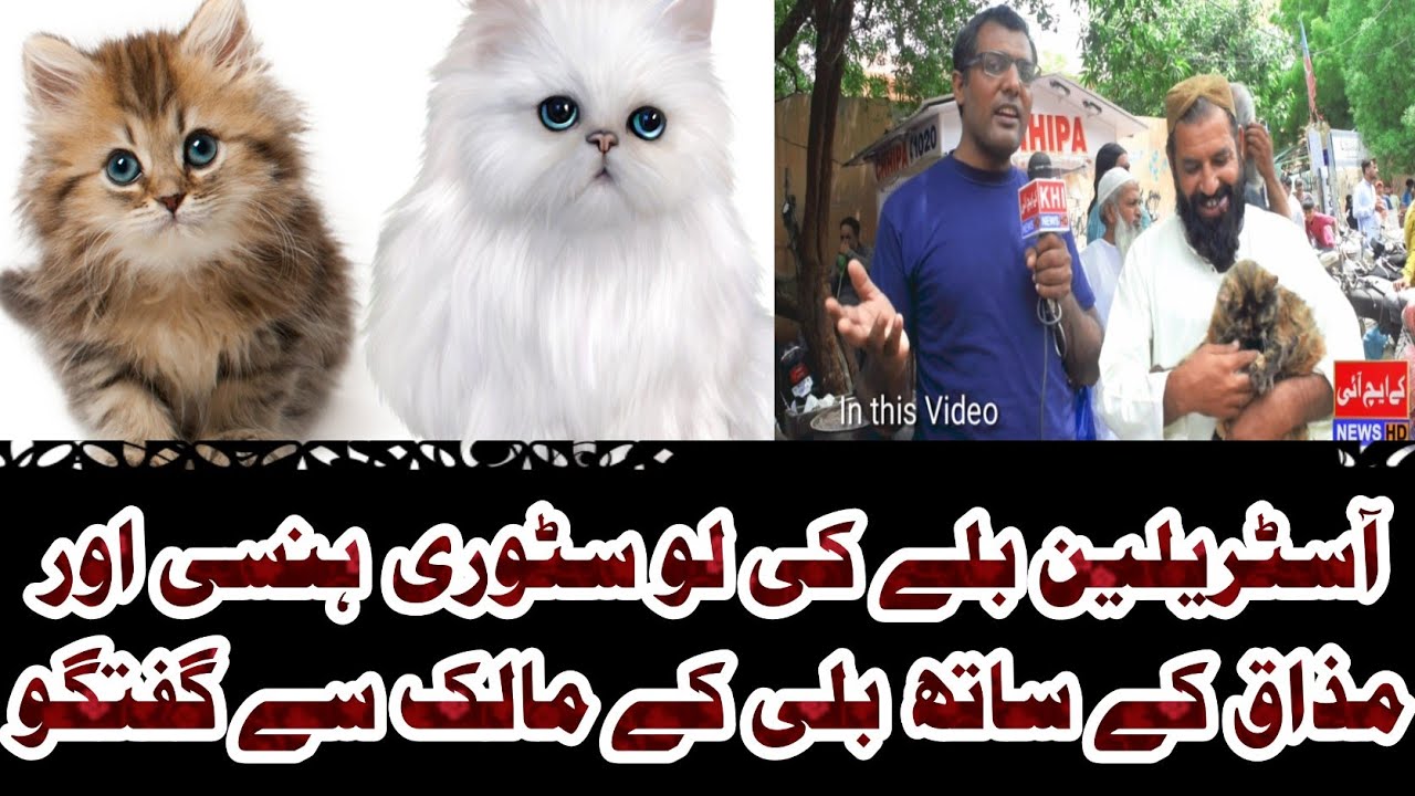 cat lovers channel Lalokhat pets market Animal & Pets bazar Karachi australian cat price
