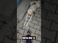 #pal family vlogs #babli pal vlogs #arvind pal vlogs #pal family vlo