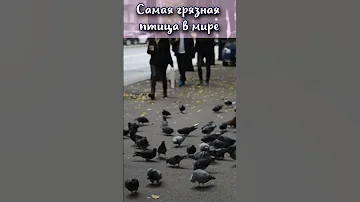 Какая самая грязная птица в мире? #shorts