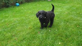 Sznaucer Olbrzym Kenzo W Nowym Domu