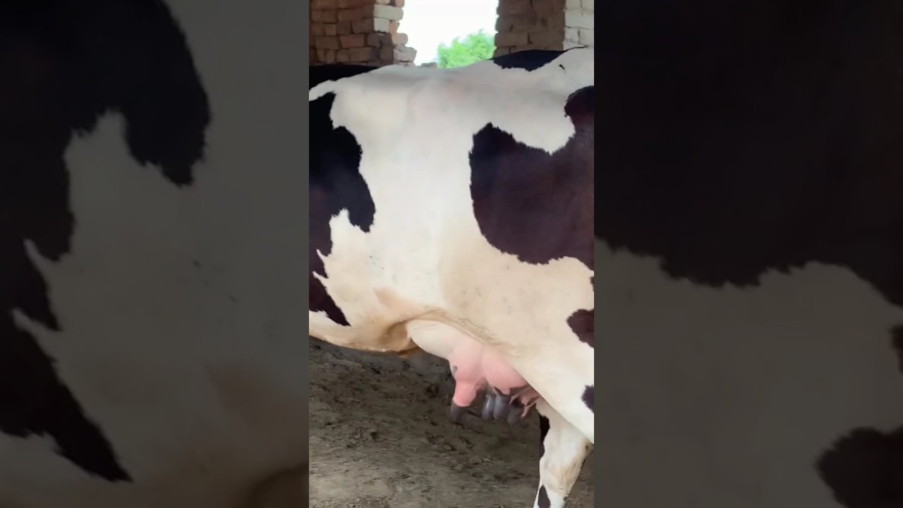 pure cholistani cow | cholistani Friesian cross cow | cholistani cross cow | 