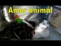 AMISTAD ENTRE GATO Y AGAPORNIS 🐥😺 Amor animal