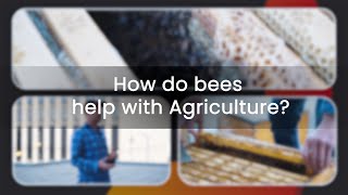How do bees help with Agriculture? | 201 Portage Avenue Profile