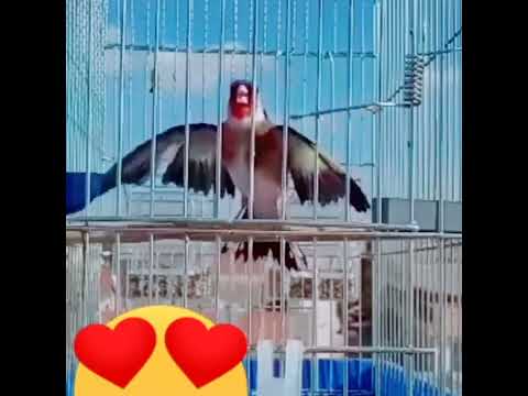 حسون شارمار جاهز لتزاوج