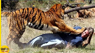 ¿Qué hacer si te cruzas con un tigre?