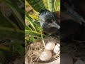 what is Bird protection eggs #foryou #farming